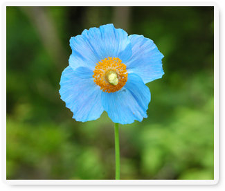 箱根湿生花園の青いケシの写真