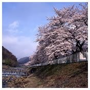 宮城野の桜並木