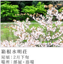 箱根水明荘の桜