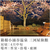 箱根小涌谷温泉三河屋旅館の桜