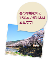 早川の桜並木は必見です。