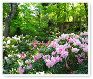 強羅公園の石楠花の写真