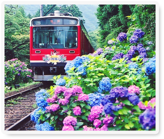 箱根登山鉄道の紫陽花の写真