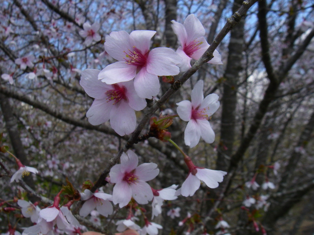 桜