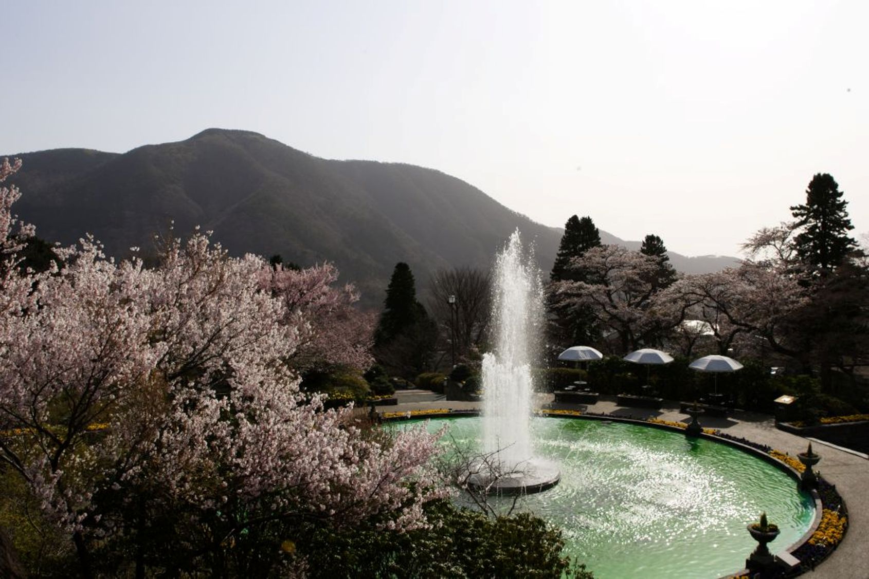 桜　強羅公園