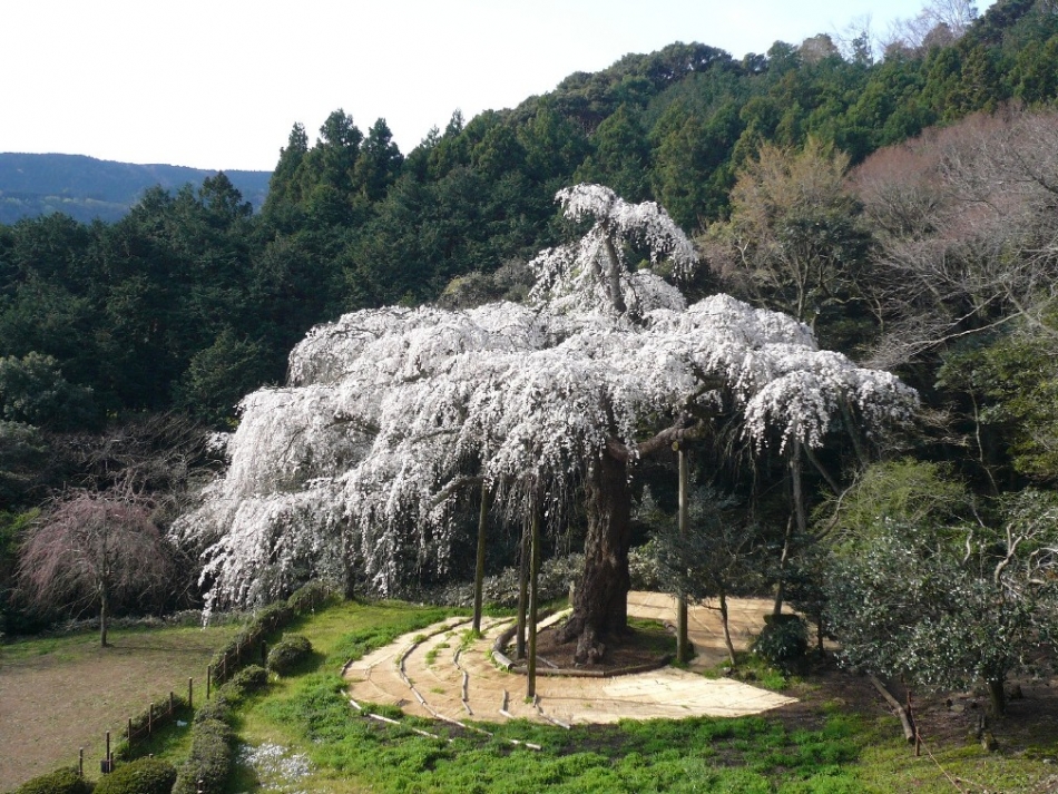 桜　しだれ