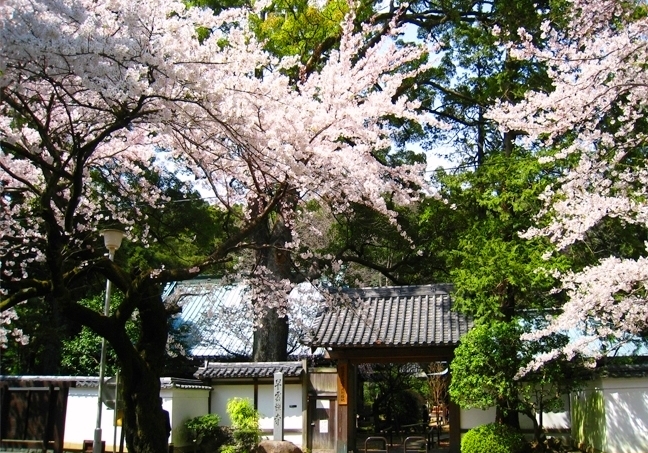 桜　早雲寺