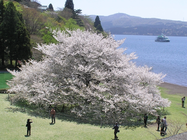 桜　箱根園