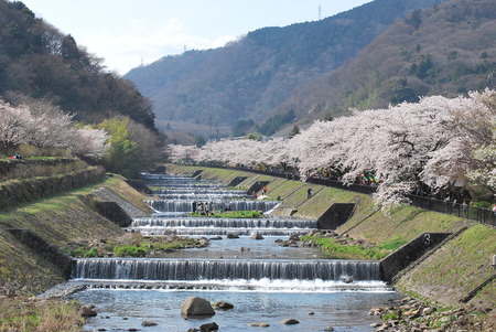 桜　宮城野