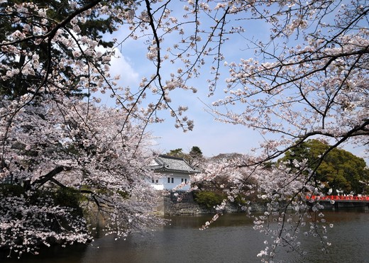 桜　城址公園