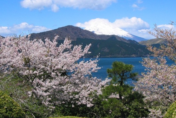 桜　恩賜箱根公園