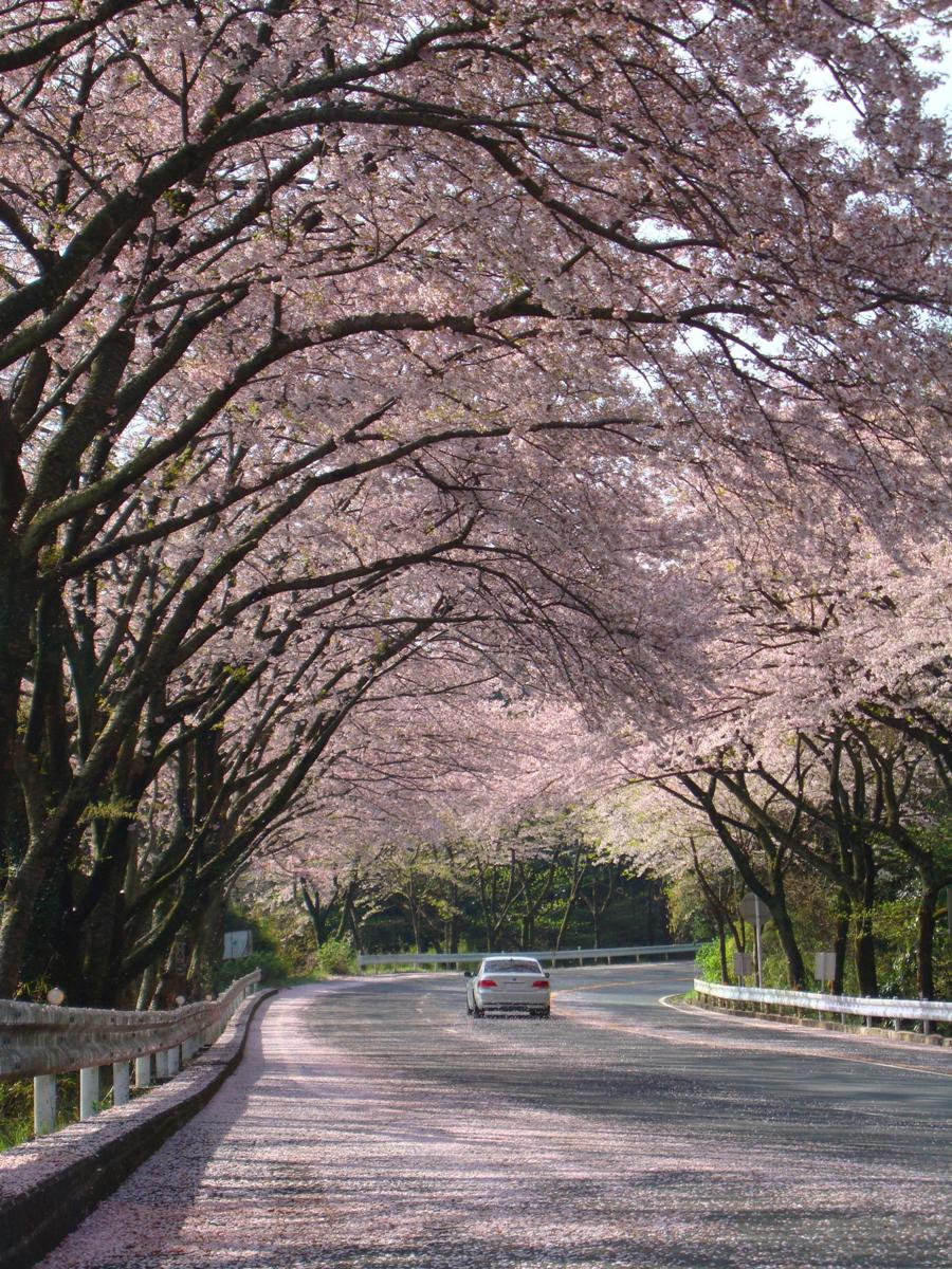 桜　ターンパイク