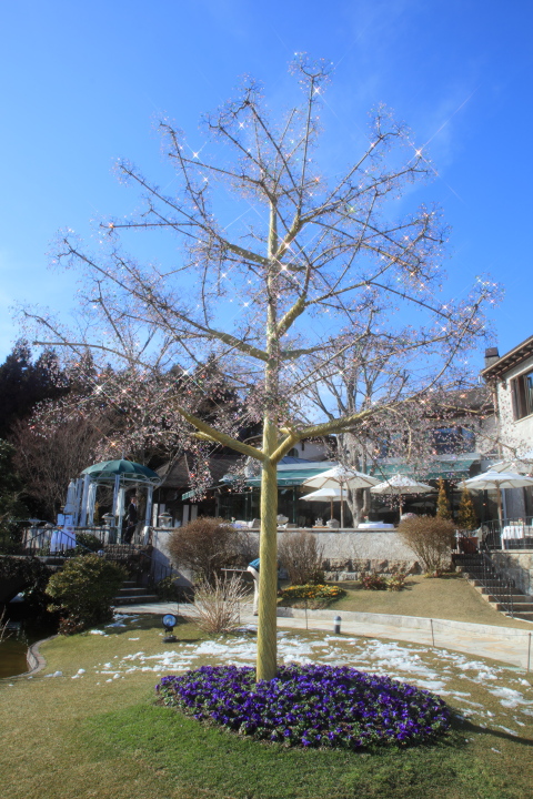 桜　ガラスの森