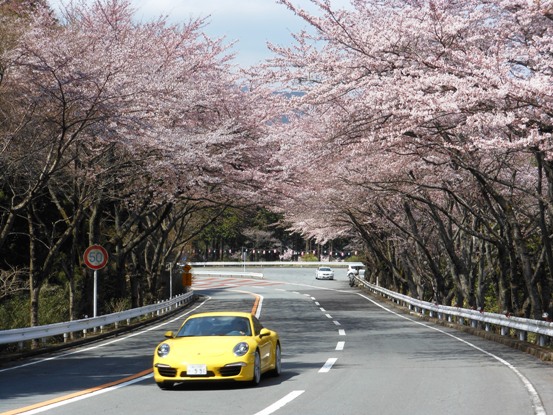 桜トンネル