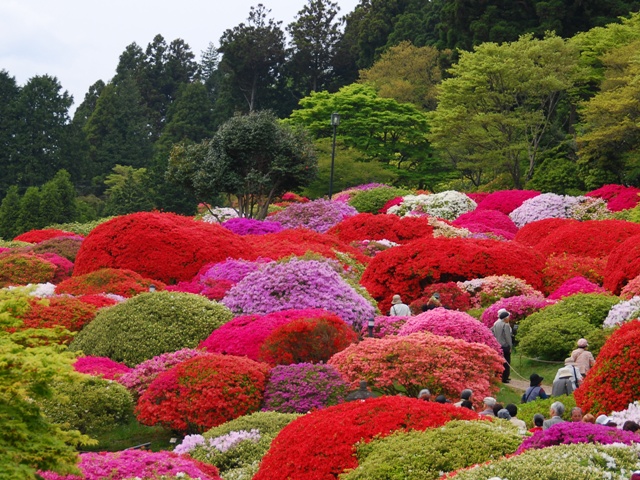 つつじ町観