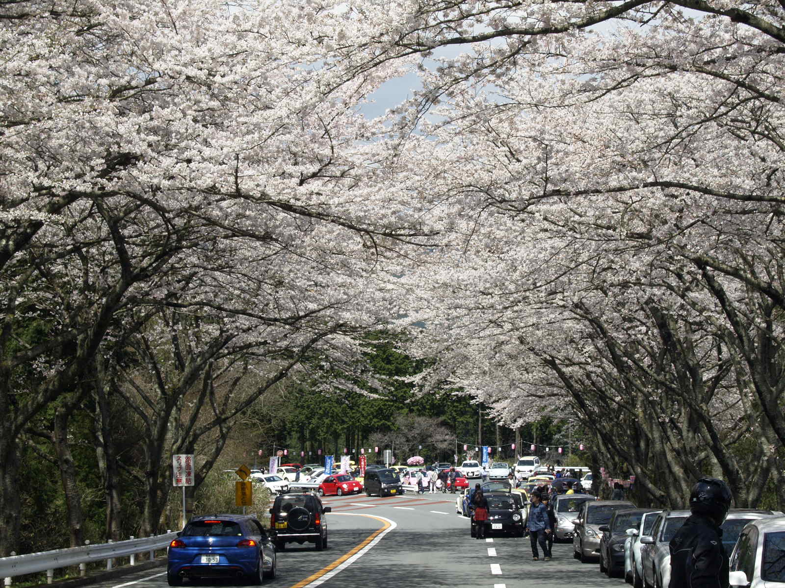 ターンパイク桜まつり