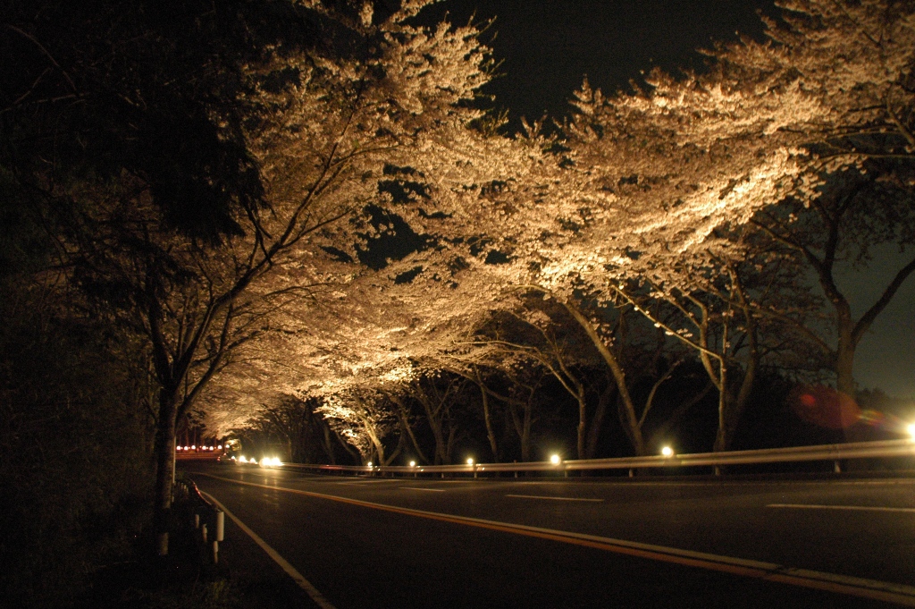 桜ライトアップ