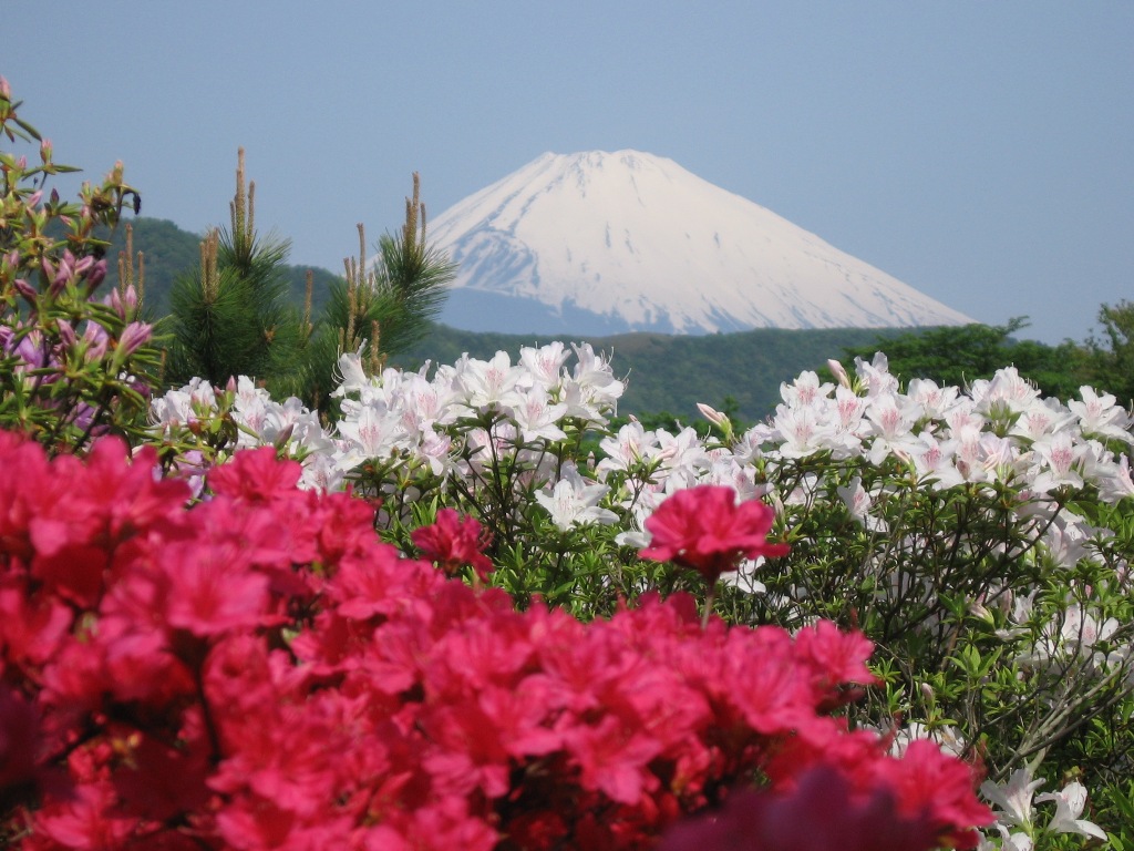 つつじと富士山