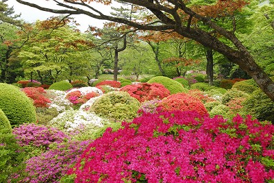 蓬莱園つつじ