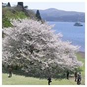 宿と桜